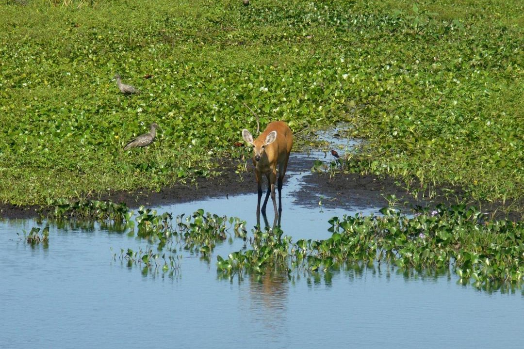 Photo of Others in Nhecolandia