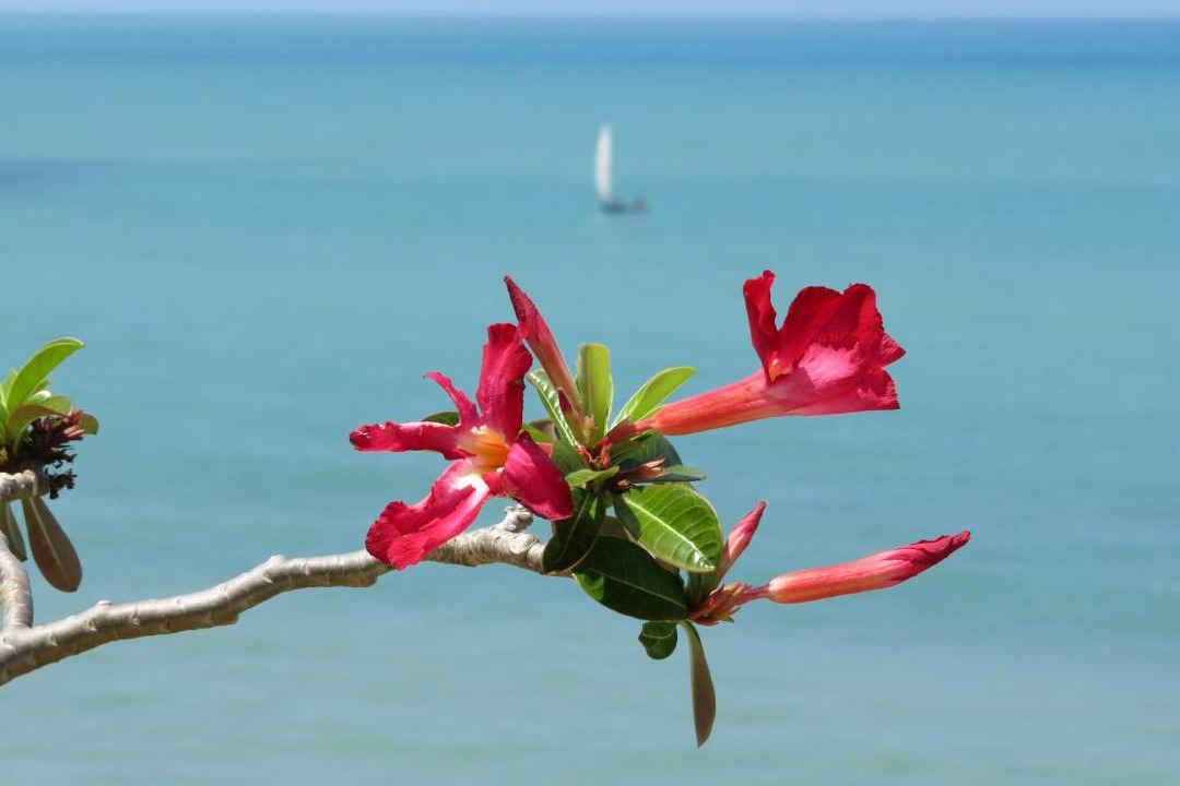 Photo of Others in Baia Formosa