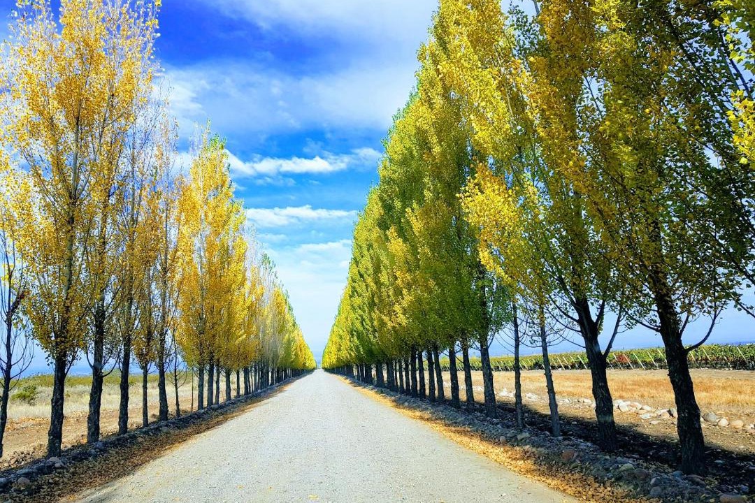 Photo of Others in Los Arboles