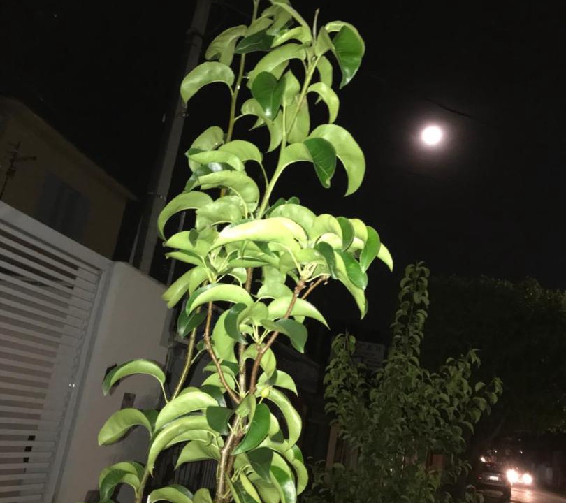 Photo of Outdoor in Jardim California