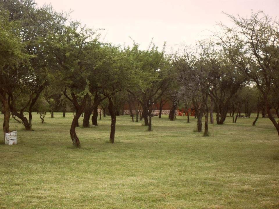 Photo of Others in Cortaderas