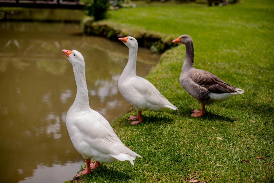Photo of Others in Mato Queimado