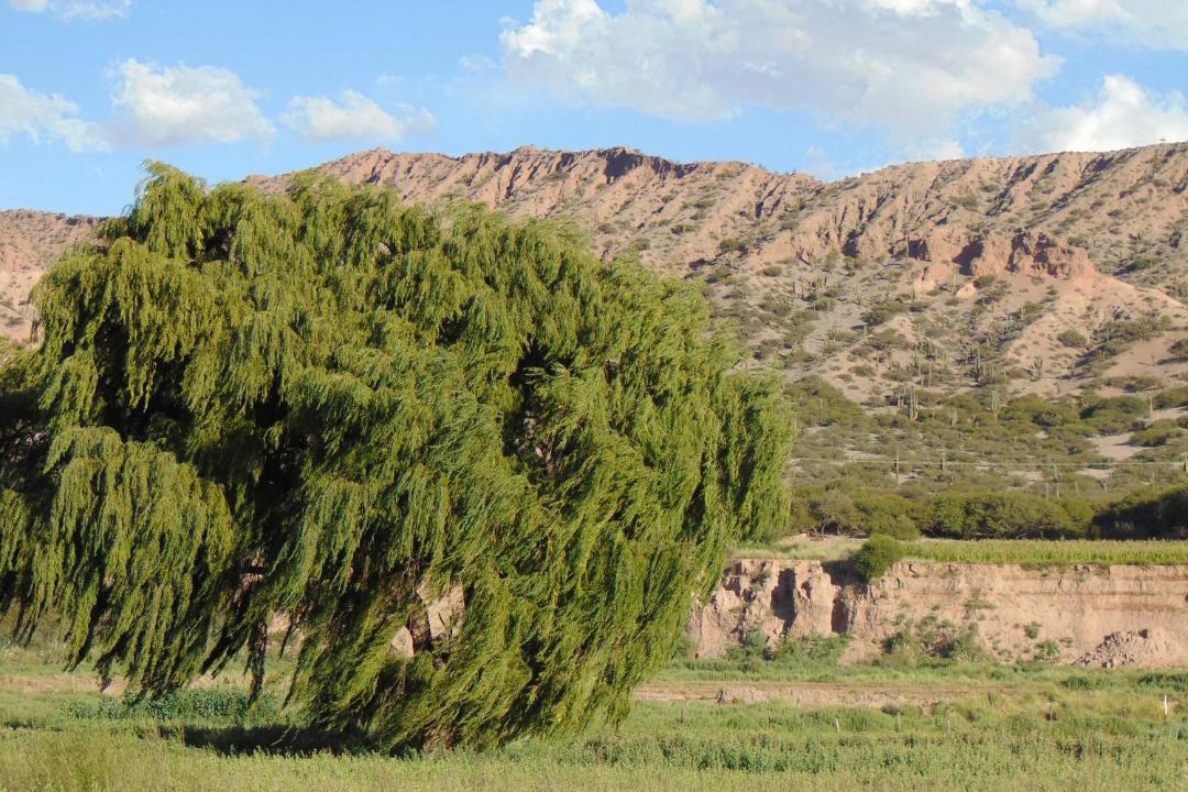 Photo of Others in Humahuaca