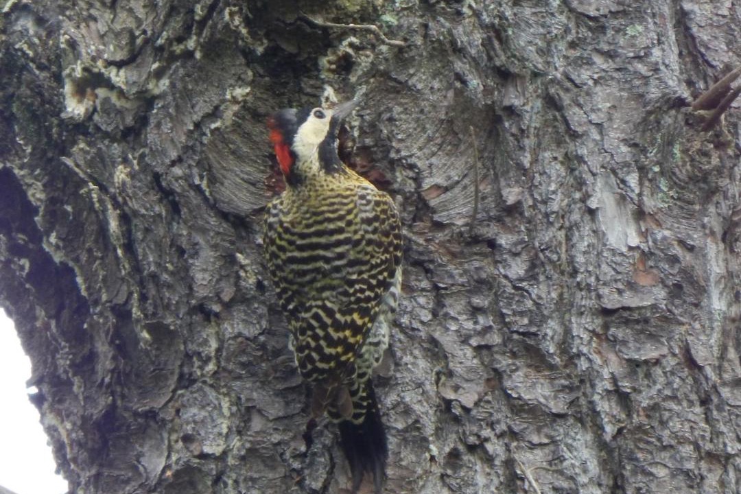 Photo of Others in Bosque Peralta Ramos
