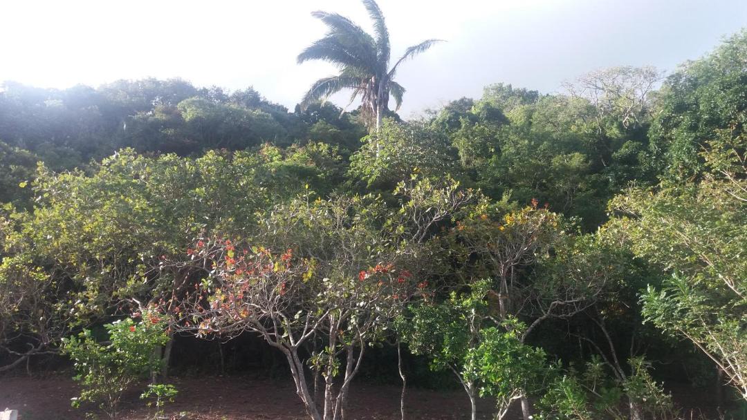 Photo of Others in Bananeiras