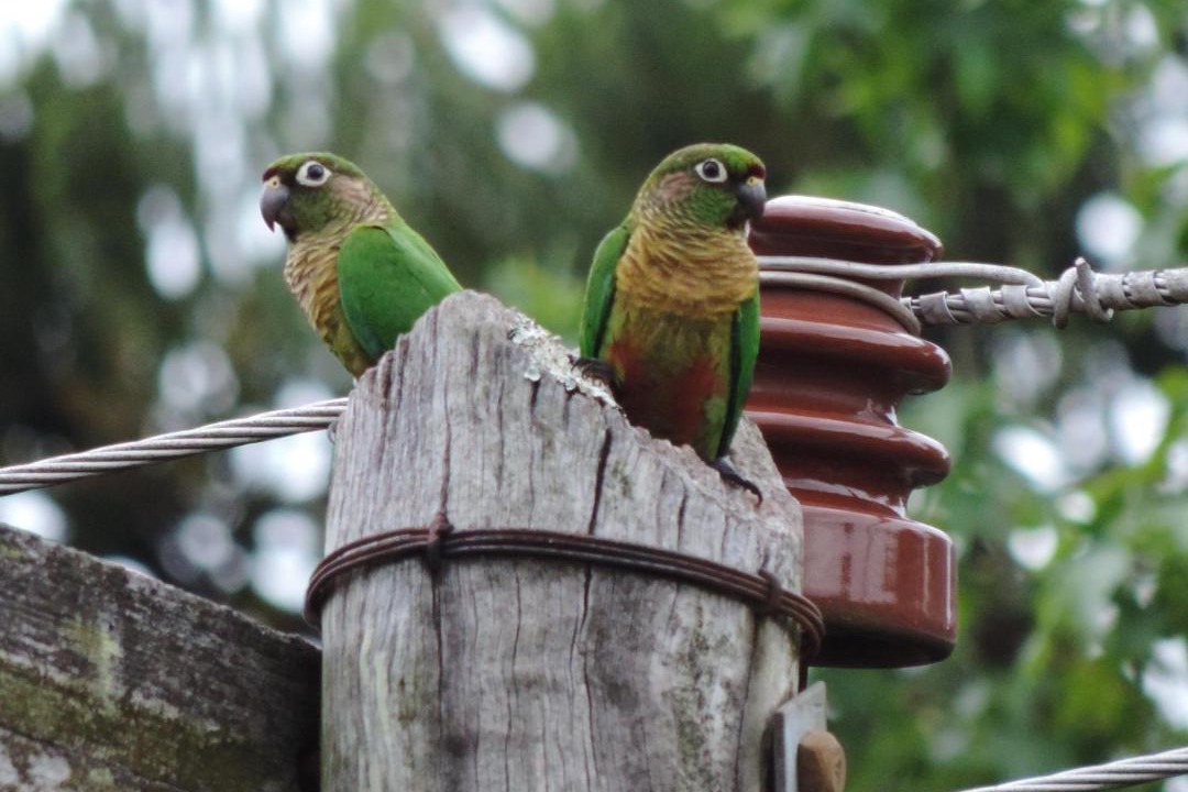 Photo of Others in Nova Petropolis