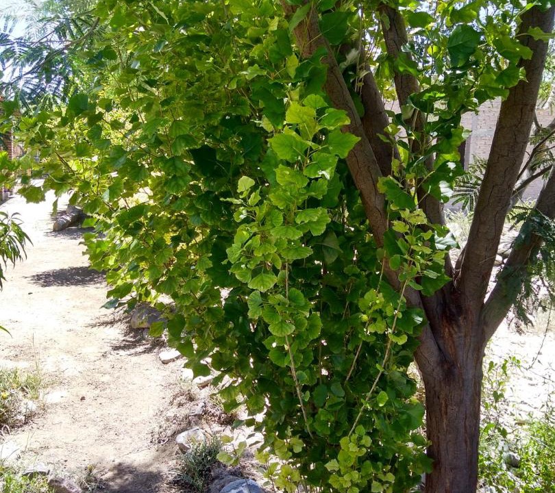 Photo of Outdoor in Amaicha Del Valle